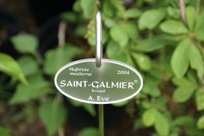 Il roseto di Saint-Galmier photo 11