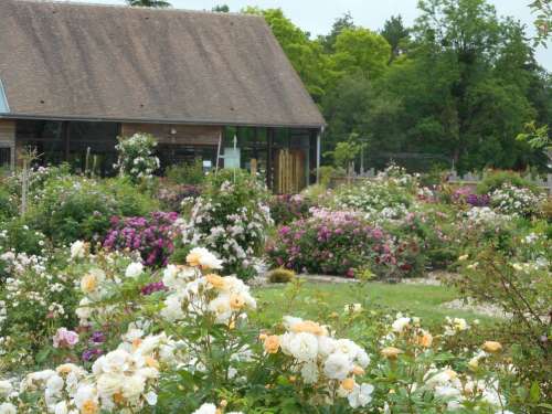 Jardin des Roses Anciennes André Eve