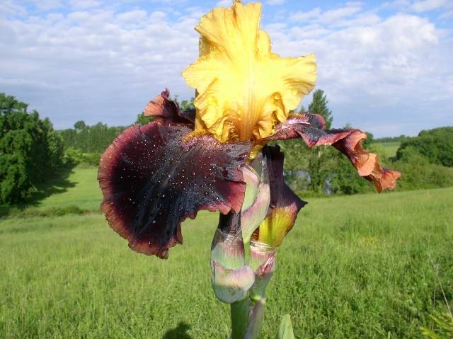Iriseraie de Papon photo 1