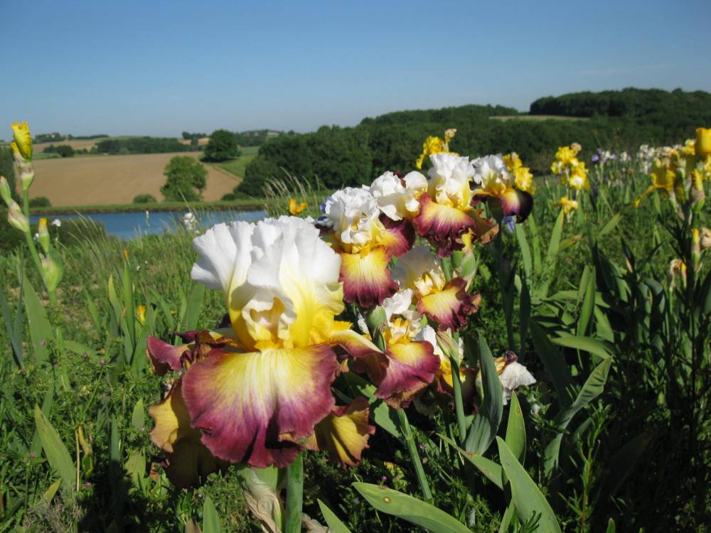 The Papon Iris Garden photo 10