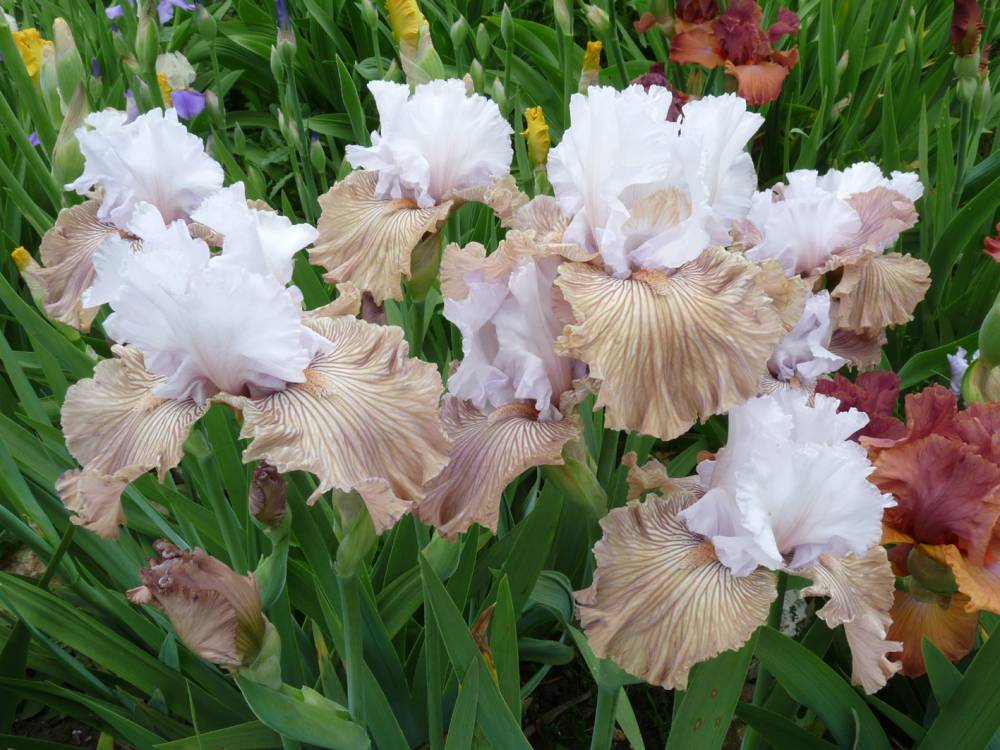 The Papon Iris Garden photo 11