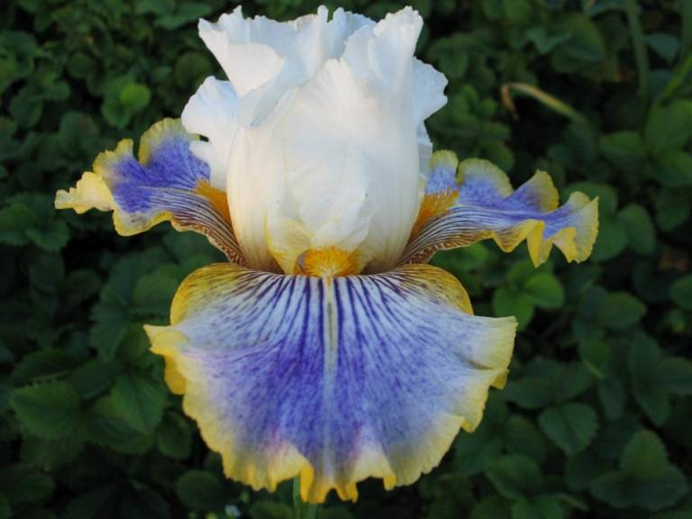 The Papon Iris Garden photo 12