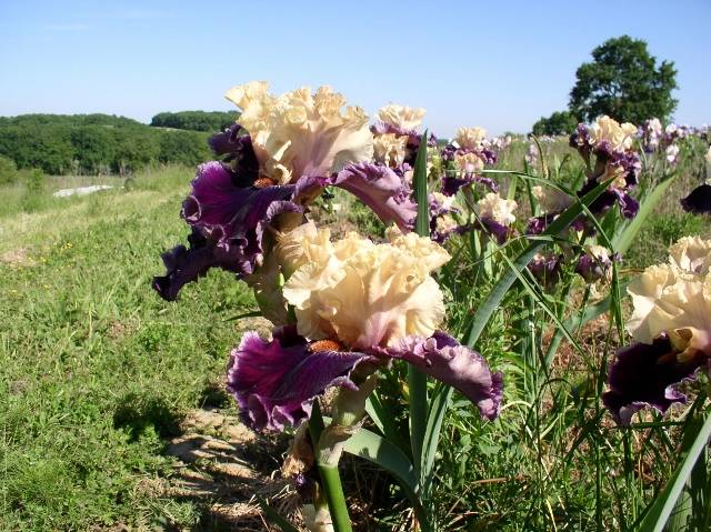 The Papon Iris Garden photo 2