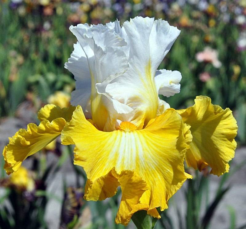 The Papon Iris Garden photo 4