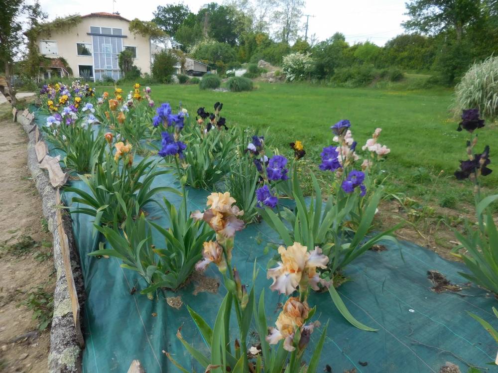 The Papon Iris Garden photo 7