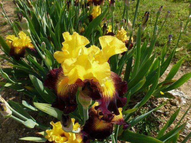 The Papon Iris Garden photo 8