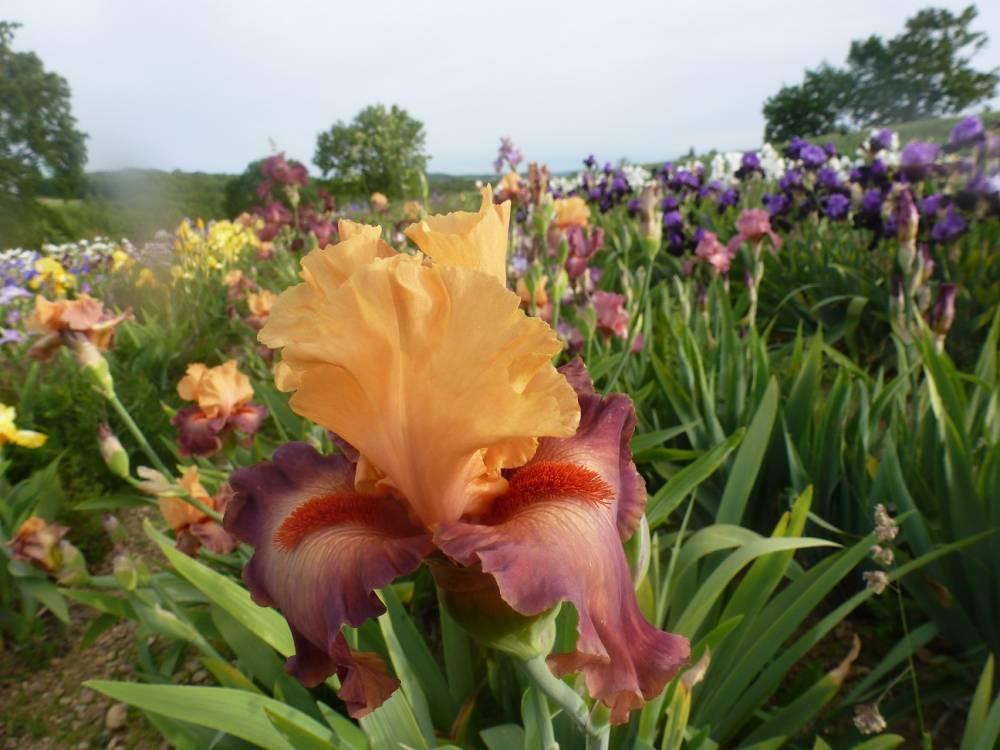 The Papon Iris Garden photo 9