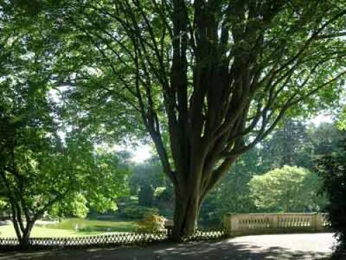 Botanical Garden of Angers