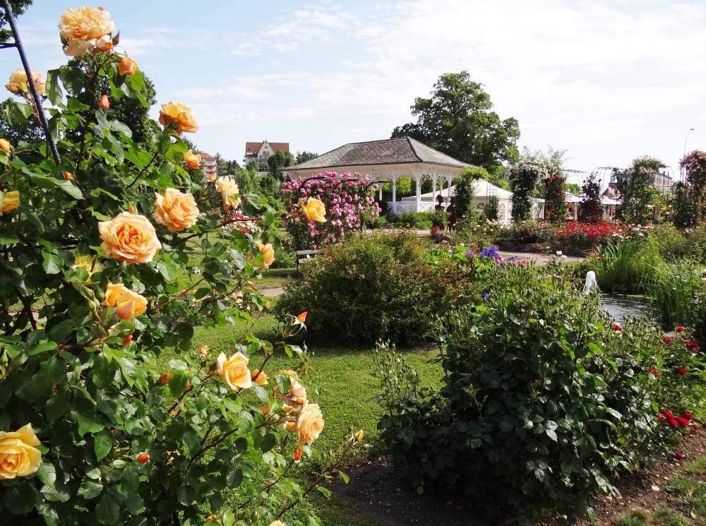 The Saverne Rose Garden photo 2