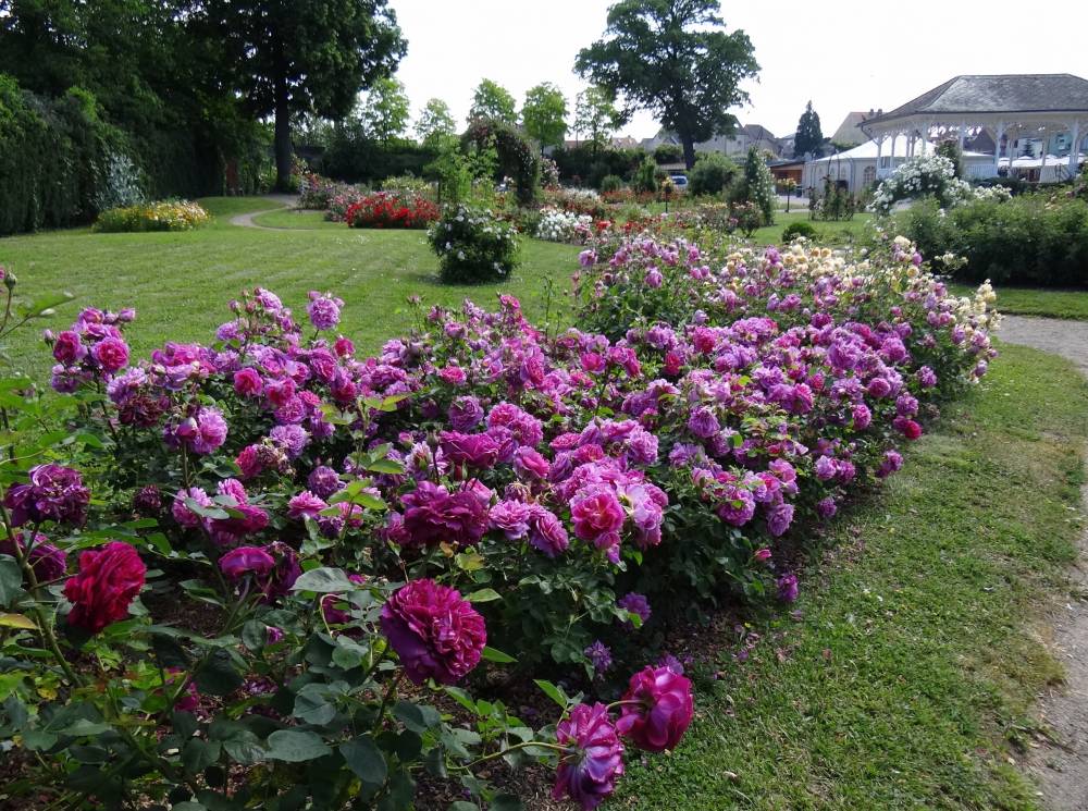 The Saverne Rose Garden photo 4