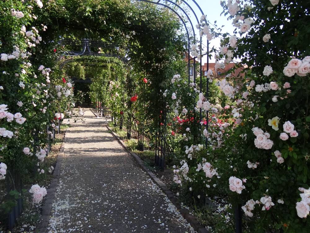 The Saverne Rose Garden photo 7