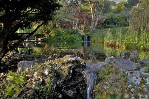 Acorus Aquatic Garden