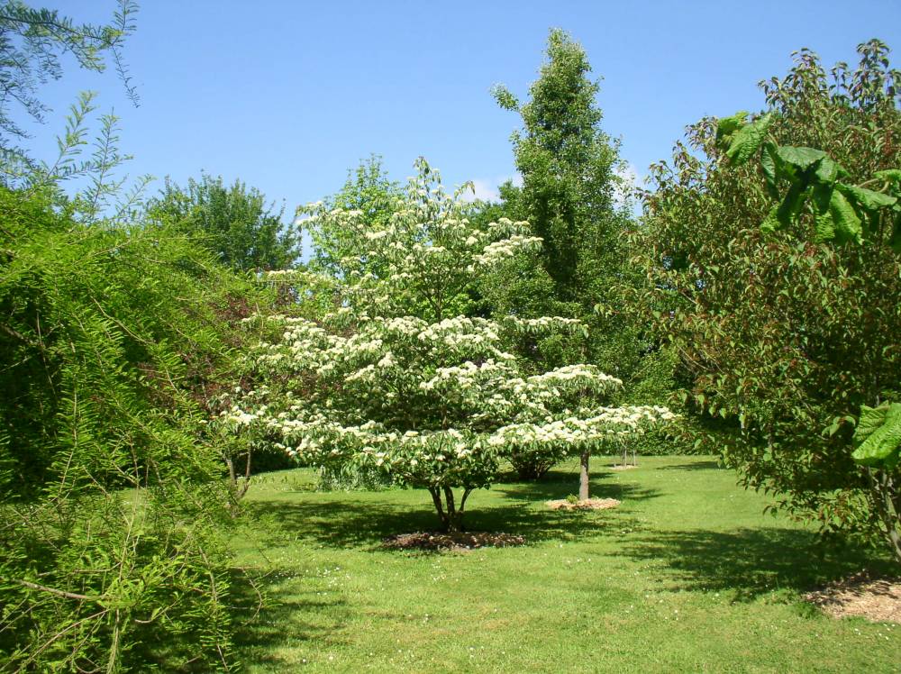 Rendez-vous au jardin à l’arboretum du Tuffeau, Arboretum du Tuffeau, Saint Gervais de Vic (72)
