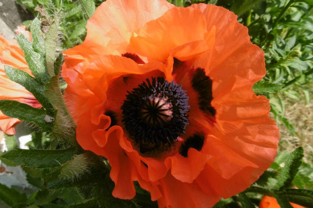 Le Jardin de Jane