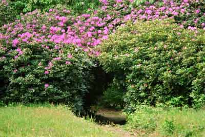 Исторические Ботанические сады Замка Туари  photo 8