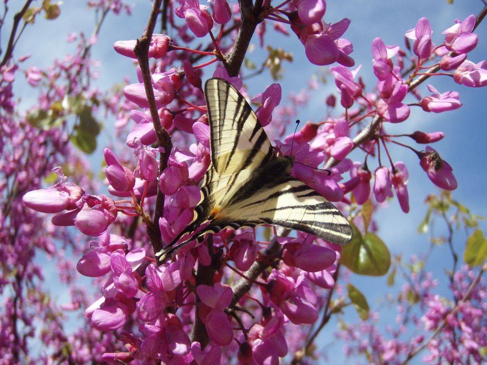 Le Jardin des Papillons et des Insectes photo 2