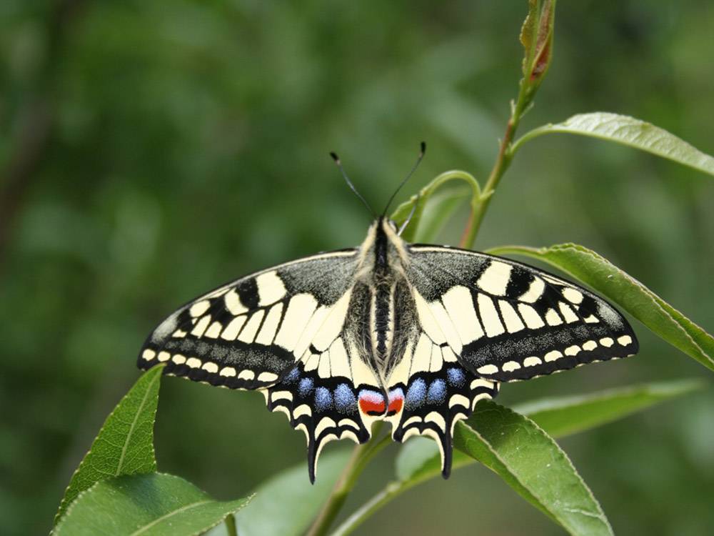 Le Jardin des Papillons et des Insectes photo 5