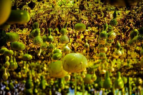 Incroyable Légumes - La Roche-sur-Yon