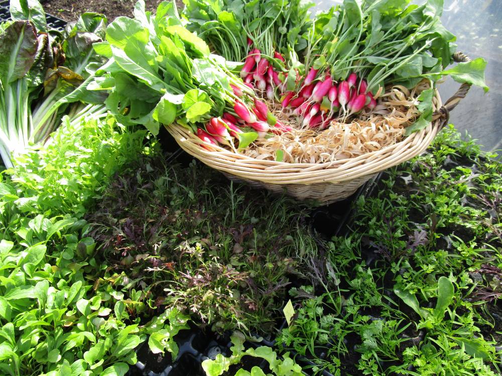 Le potager des jeunes pousses