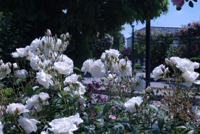 Le Jardin des Roses photo 3