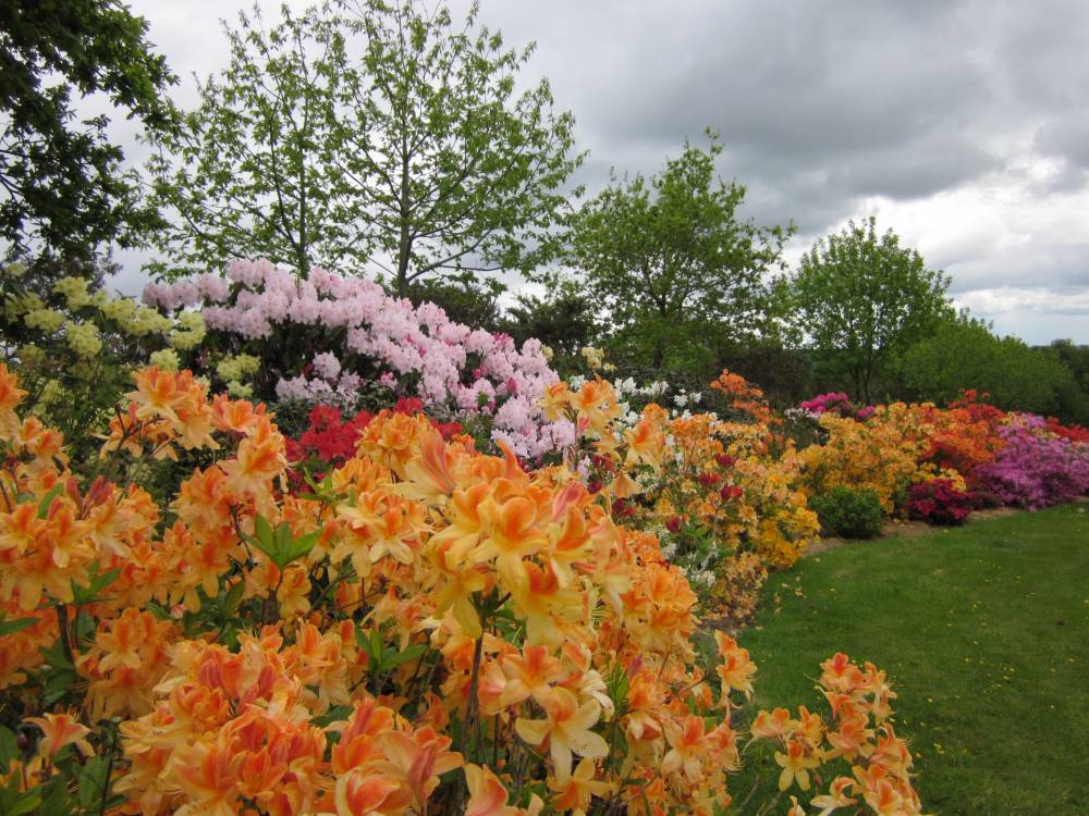 dimanches et jours fériés de juillet RDV avec les hortensias, les roses et les vivaces de 14h à 19h   , Jardin au Bout de la Lande , Plevin (22)