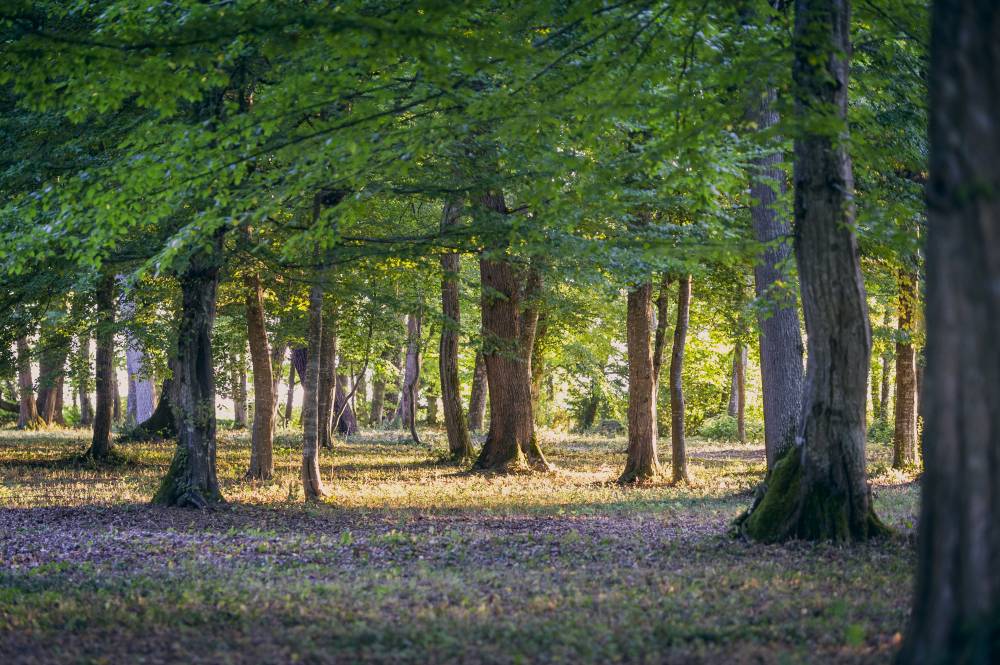 Parc du Château Siaurac