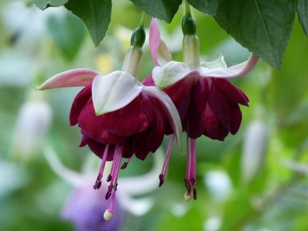 Les Fuchsias de la Dombes