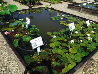 Nursery The Water Gardens