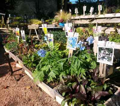 Nursery of The Wuthering Heights