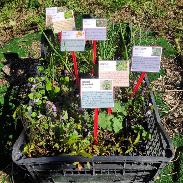 Pépinière Des Forêts à Croquer