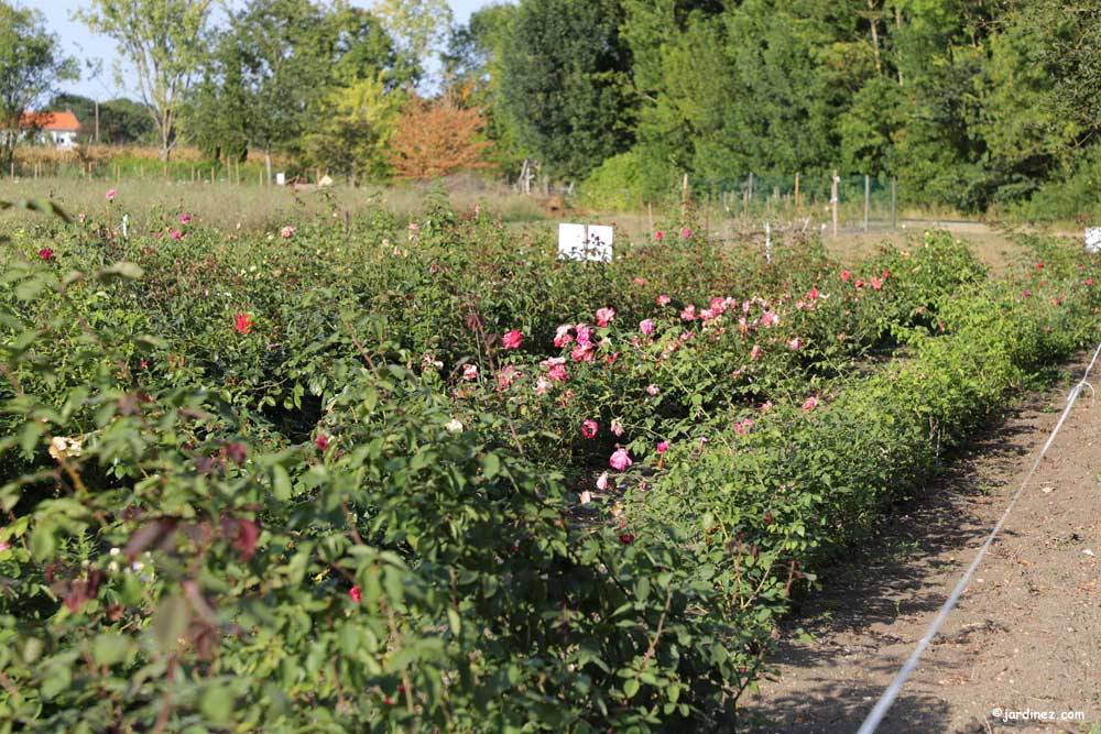 The Rose Nursery of La Devise