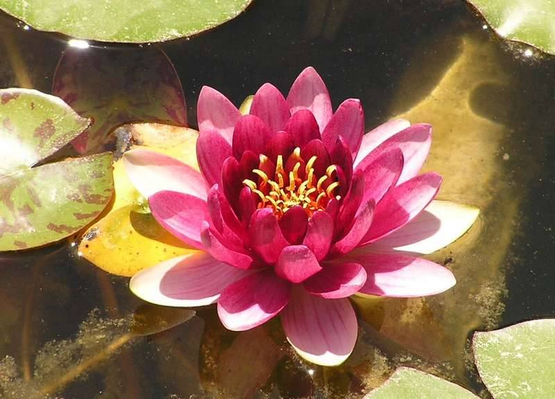 Pépinière le Jardin des Lotus