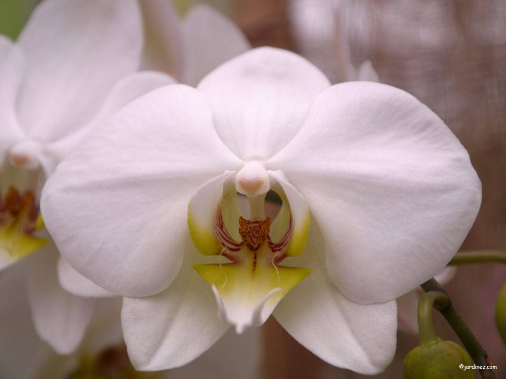 La Canopée Orchidées photo 3