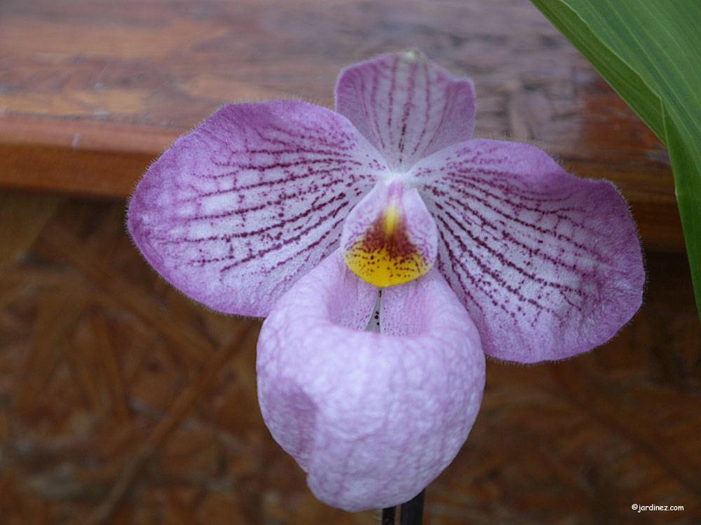 La Canopée Orchidées photo 4