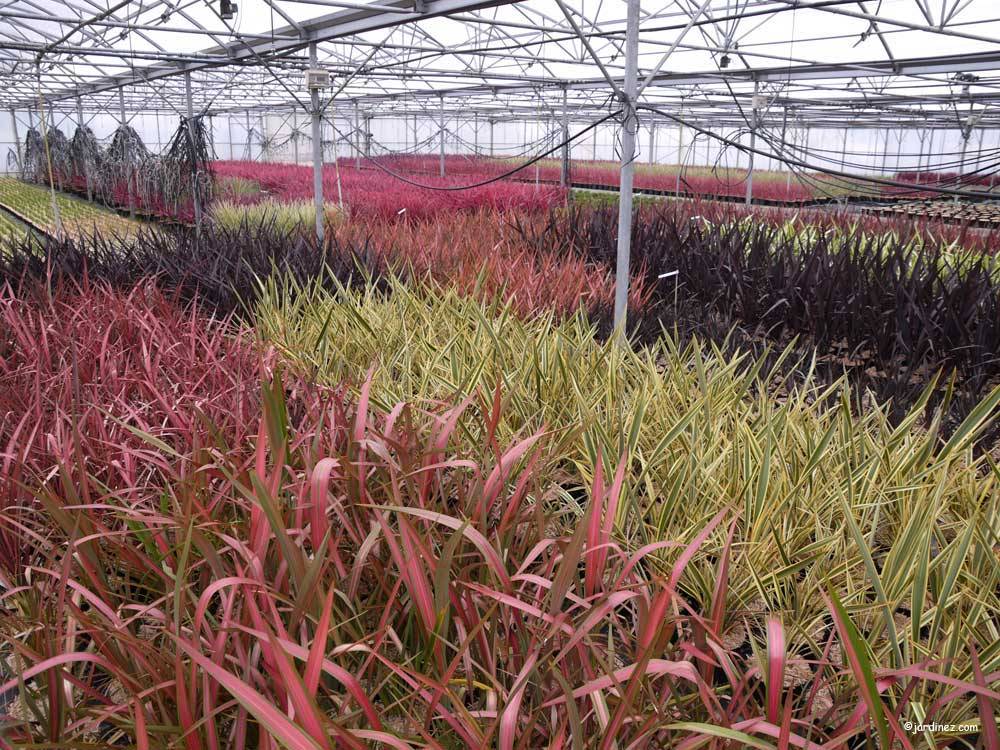 Saint-Eloy Nurseries