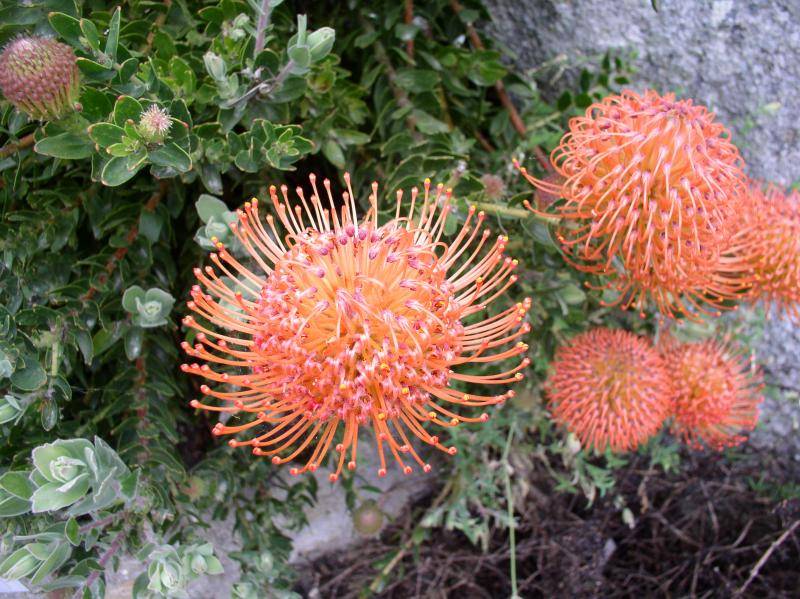 Pépinière du Jardin Exotique de Roscoff