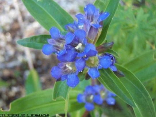 Les Fleurs de l'Himalaya