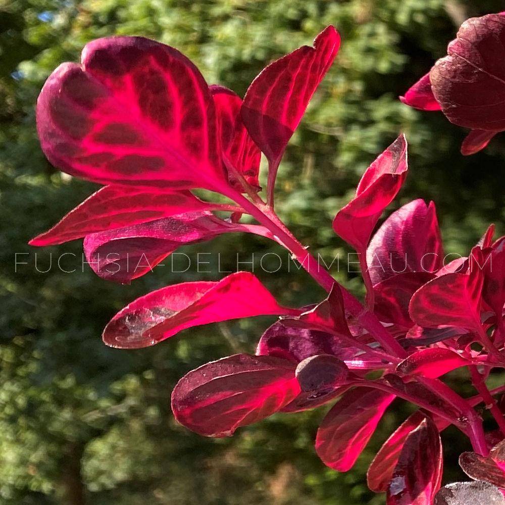 Fuchsia-Delhommeau - nursery and horticulture