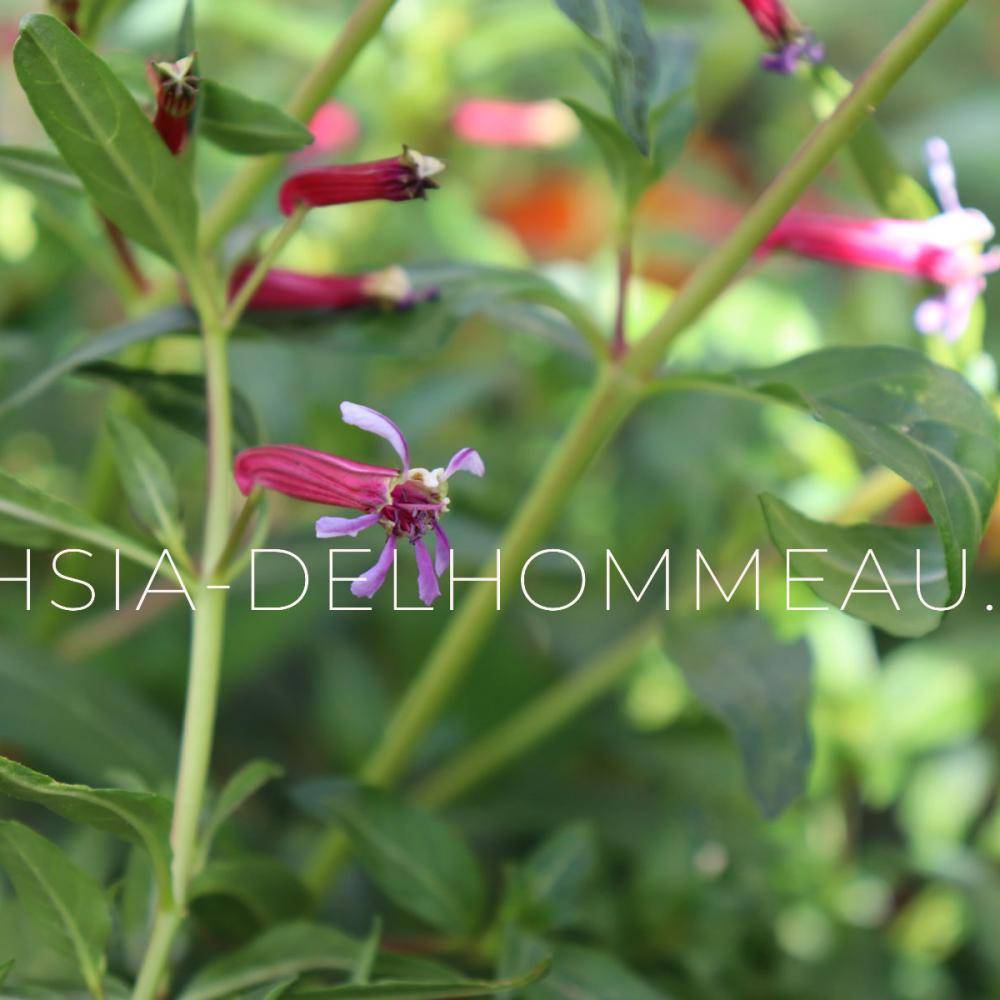 Fuchsia-Delhommeau - nursery and horticulture photo 10