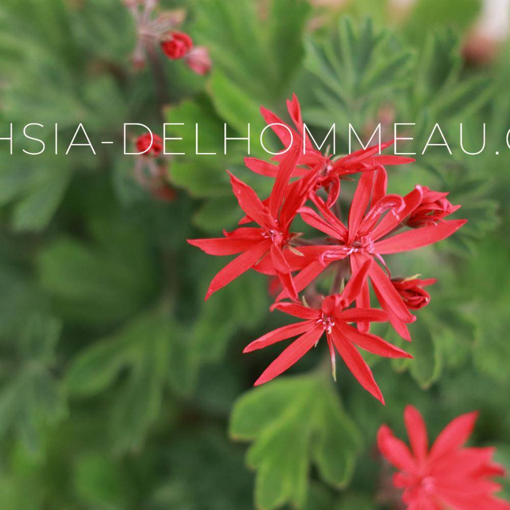Fuchsia-Delhommeau photo 2