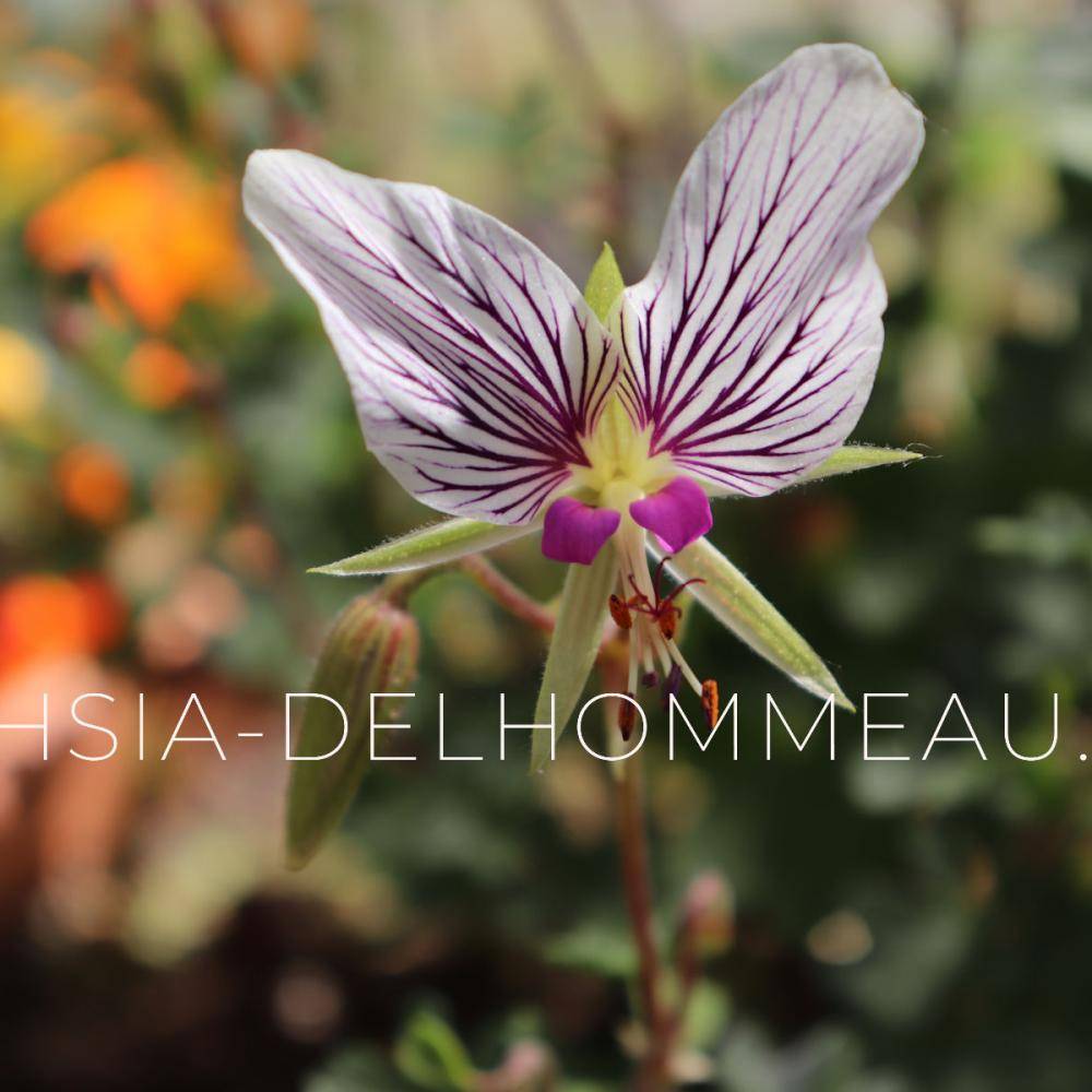 Fuchsia-Delhommeau photo 4