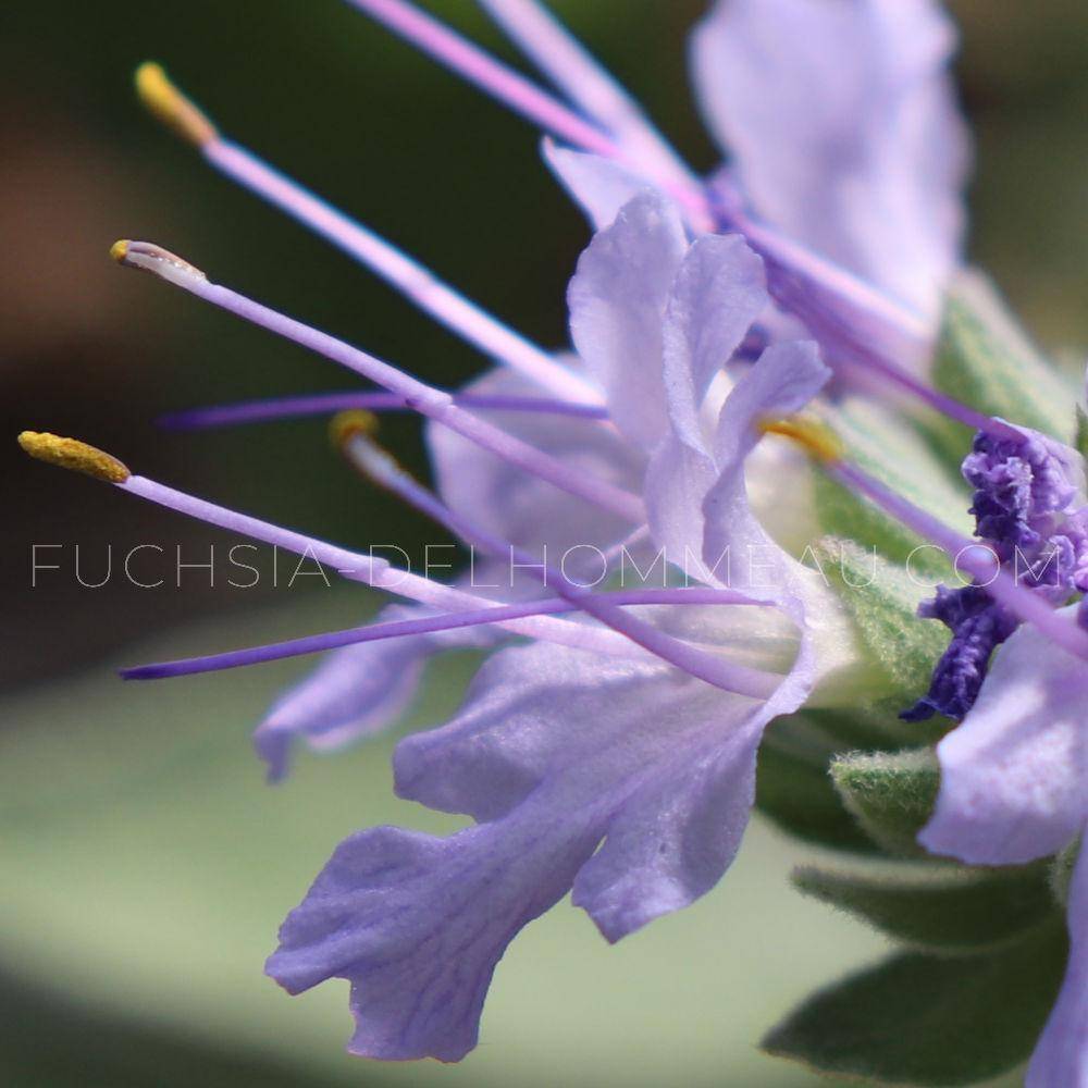 Fuchsia-Delhommeau - nursery and horticulture photo 5
