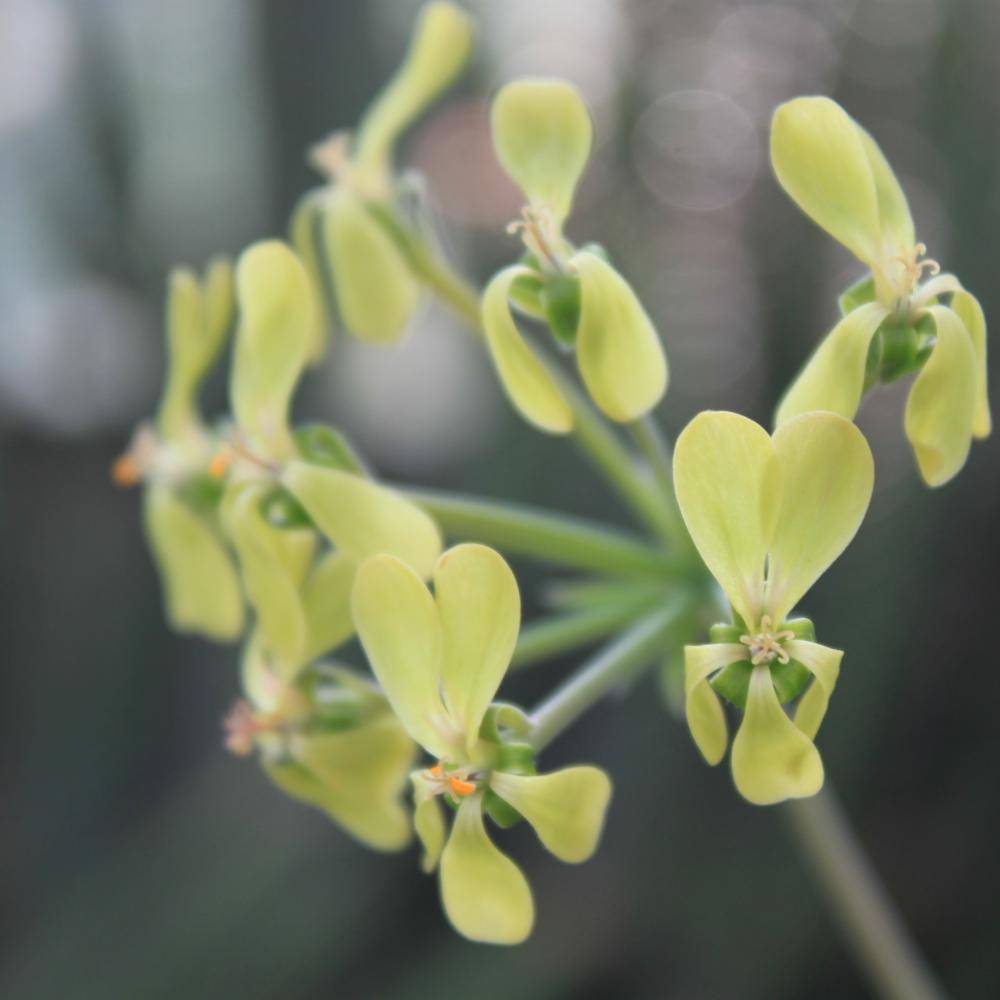 Fuchsia-Delhommeau photo 8