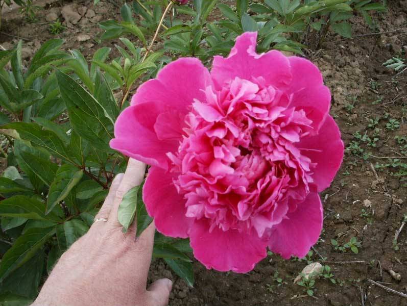 Pépinières Pivoines Tricot