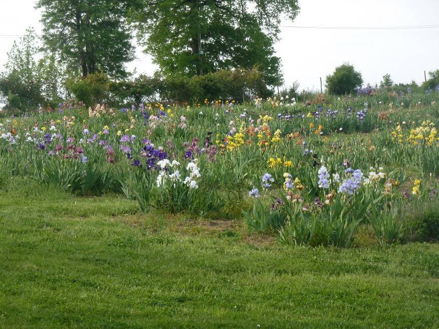 Papon Irises Nurseries