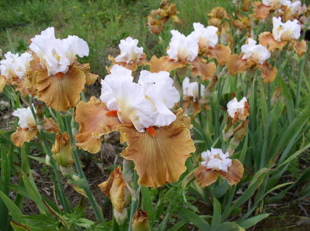 Papon Irises Nurseries photo 3