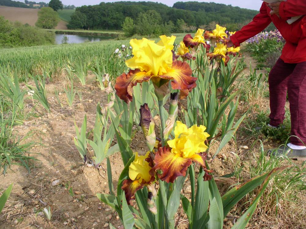 Papon Irises Nurseries photo 6