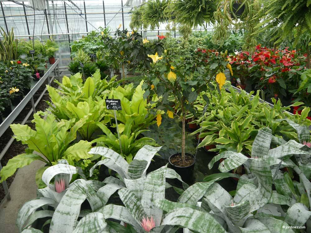 Greenhouses St Georges Horticulture Pavard photo 2