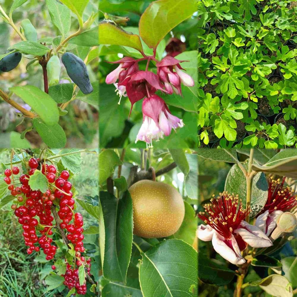 Les Bons Plants de Saint-Sat'