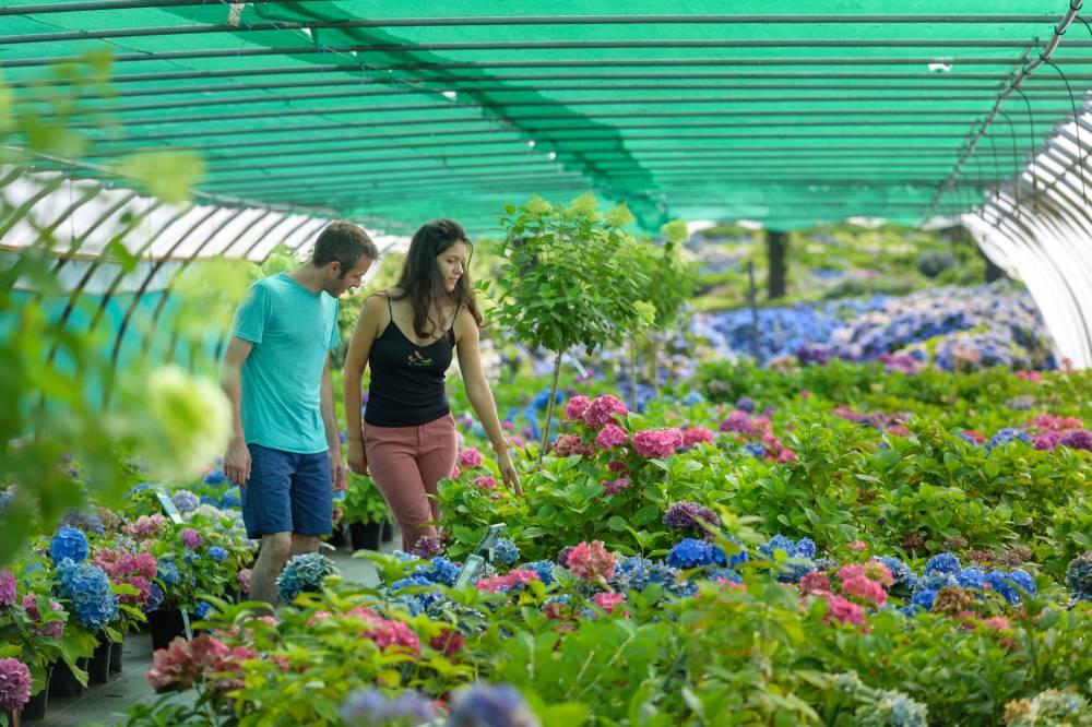 The hydrangea nursery of Haut Bois